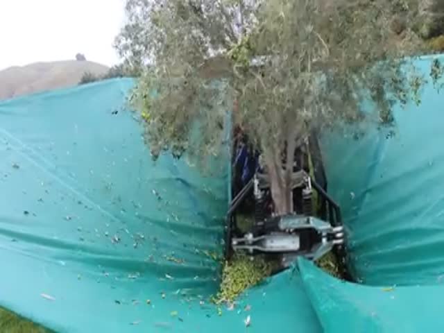 Машина для сборка оливок с дерева (3.698 MB)