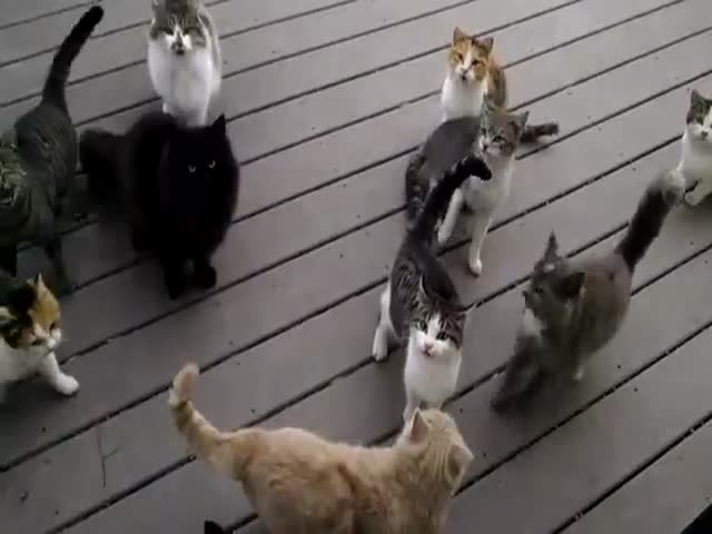 Коты