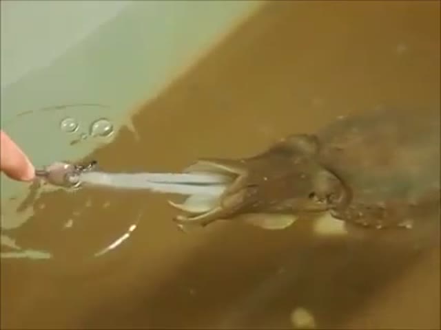Каракатица берет пищу с рук (1.261 MB)