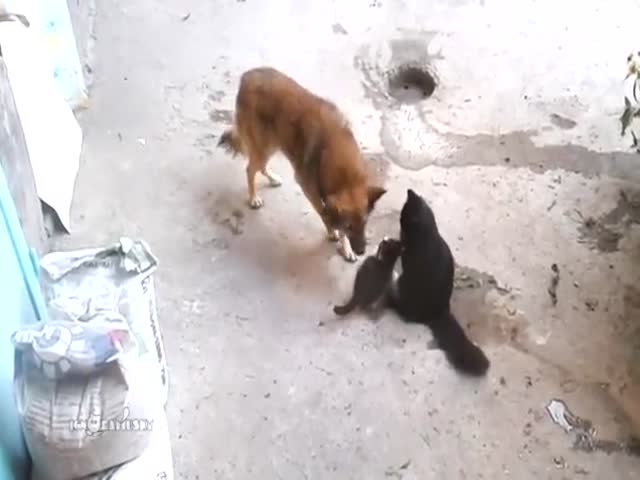 Кошка и котята играю с собакой (6.656 MB)