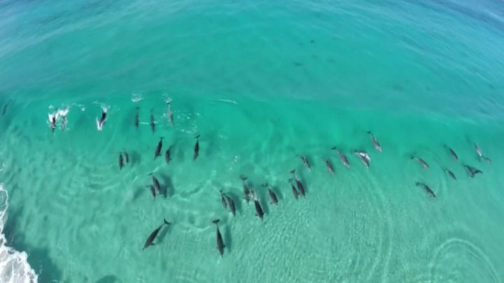 Дельфины катаются на волнах (3.320 MB)