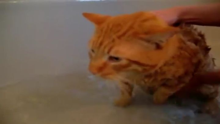Кот заговорил в попытке избежать мытья (11.413 MB)