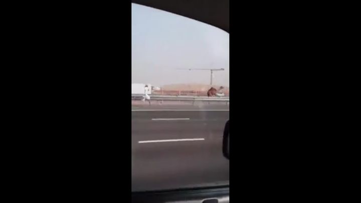 Мужик бежит за верблюдом в Дубае (1.289 MB)