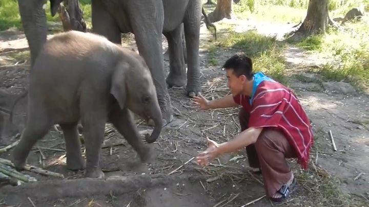 Слоненок любит обнимашки (12.711 MB)