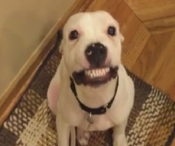Забавная собачка улыбается по команде (577.875 KB)