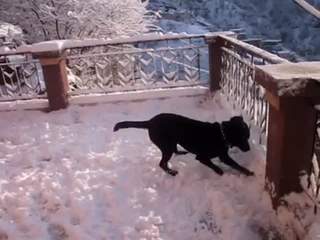 Песик впервые увидел снег (5.239 MB)