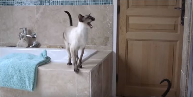 Коты переживают за, принимающую душ, хозяйку