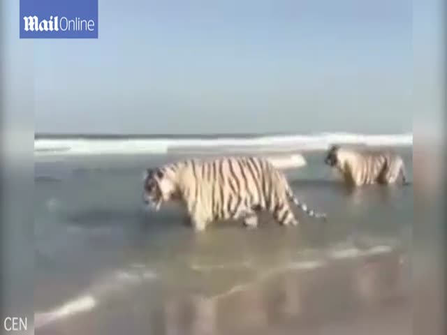 Тигры радуются морской воде в Дубае