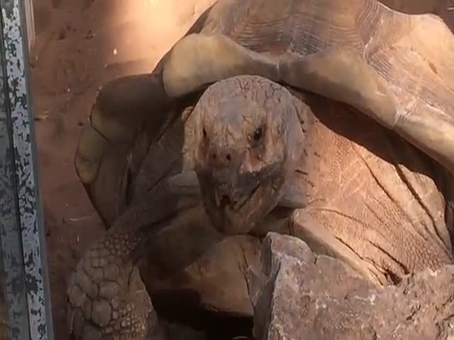Самец черепахи издает странные звуки во время спаривания