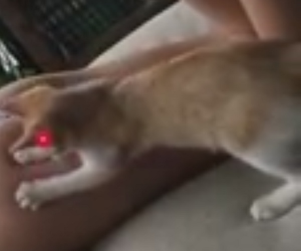 Котенок играет с лазерной точкой на нейтральном фоне