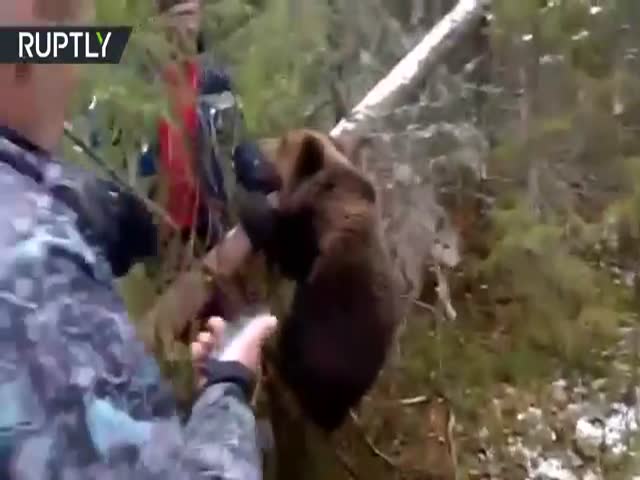 Капкан для медведя читать. Медведь в ловушке видео. Охотник спас детей от медведя.