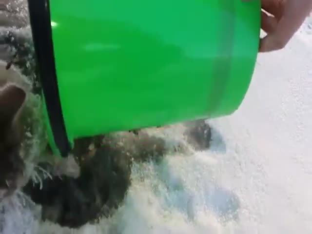 Спасение кошки, которая примерзла ко льду