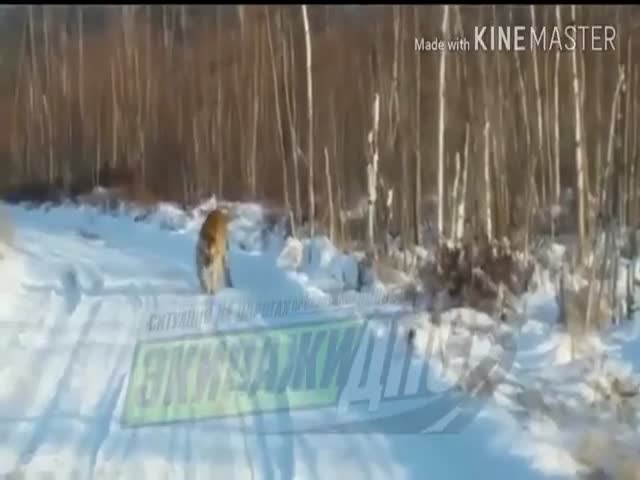 Водитель встретил амурского тигра на дороге в Приморском крае