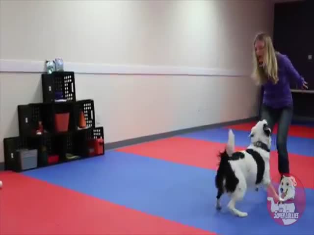 Веселый танец девушки и собаки