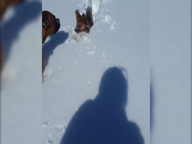 Собаки радуются снегу