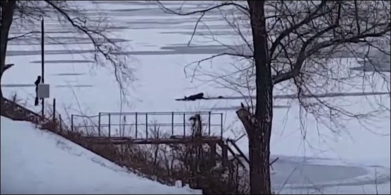 Парень спасает собак, которые провалились под лед