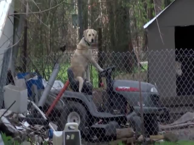 Собака-тракторист