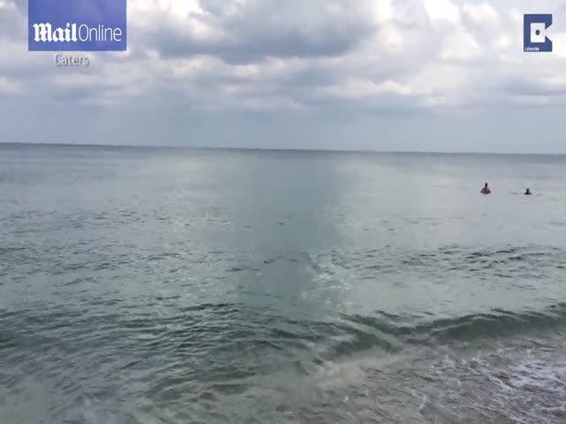 Акула приплыла на один из пляжей Флориды (18.686 MB)
