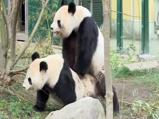 Самка панды прогнала самца после завершения дела (8.955 MB)