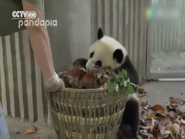 Панды мешают собирать листья (16.266 MB)