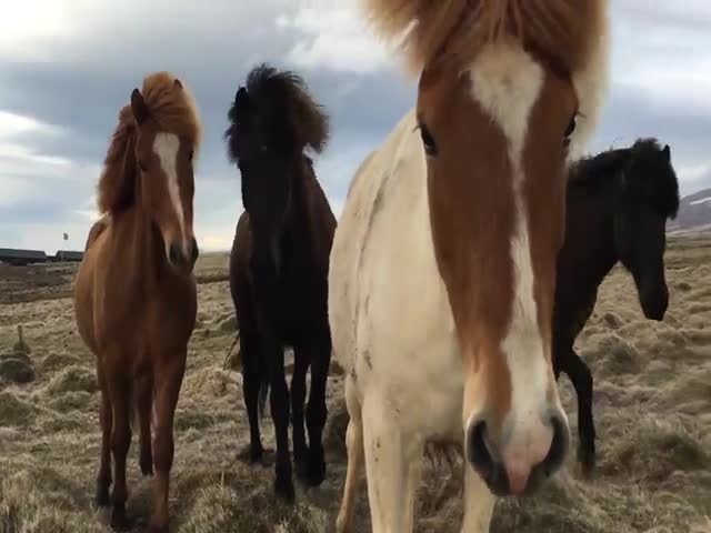 Дикие лошадки в Исландии (5.088 MB)