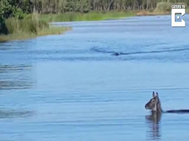 Антилопа спасается от крокодила