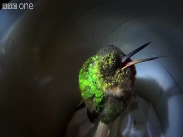 Колибри посапывает во сне