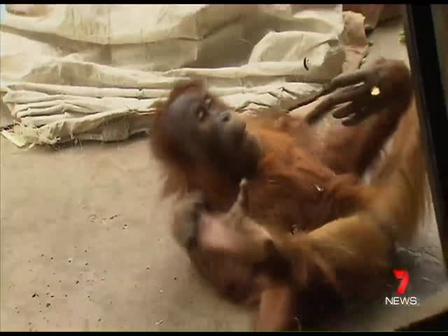 Забавный орангутан в зоопарке Мельбурна