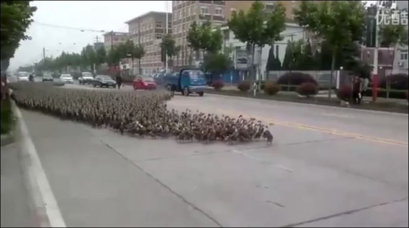 Армия уток идет по улице