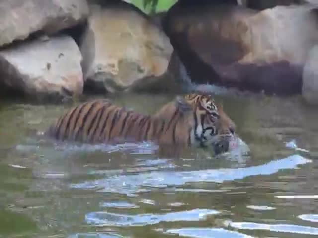 Утка издевается над тигром, который никак не может ее поймать