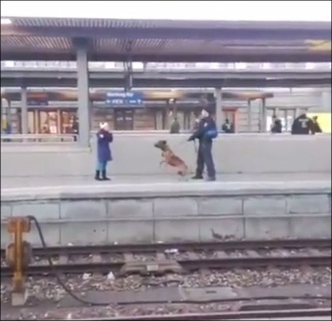 Полицейский пес столкнул ребенка с железнодородной платформы