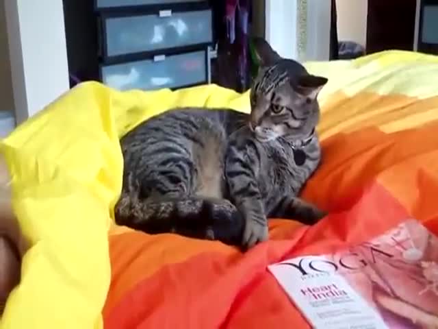 Эпичная битва кота с собственным хвостом