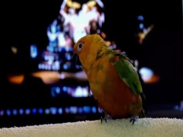 Попугай зажигает по песню группы Queen