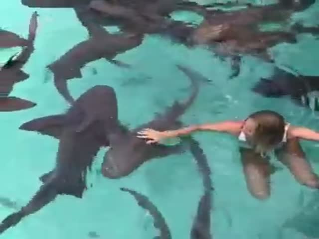 Девушка купается в компании акул