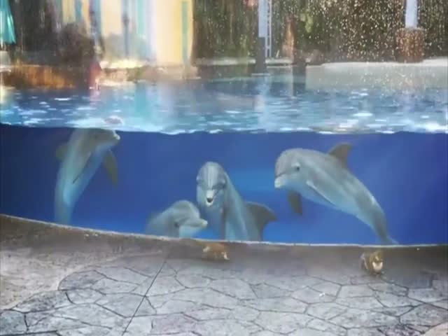 Дельфины с интересом наблюдают за белками