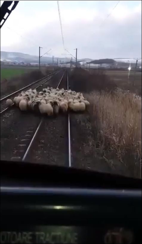 Овцы и бараны мешают движению поезда