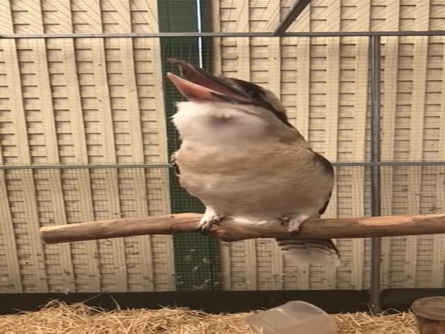 Птица кукабара издает странные звуки