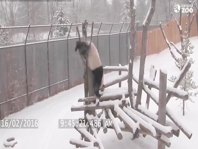 Панда развлекается снежным утром