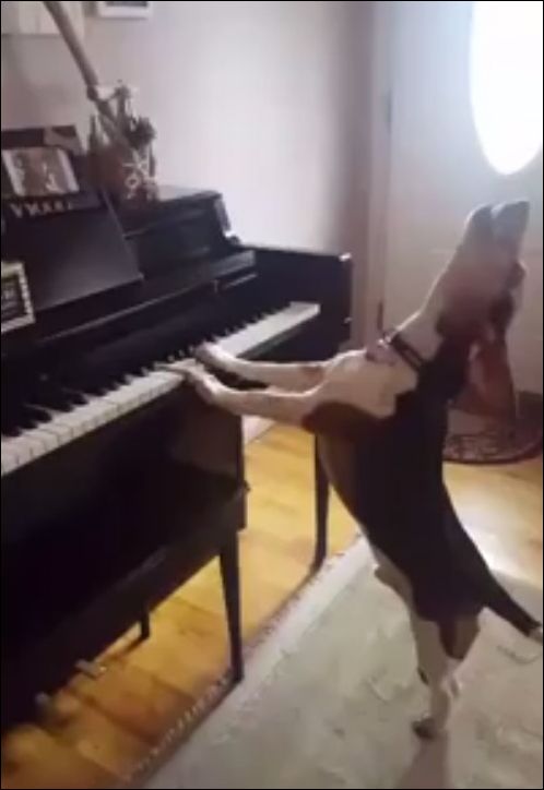 Пес играет на рояле и поет