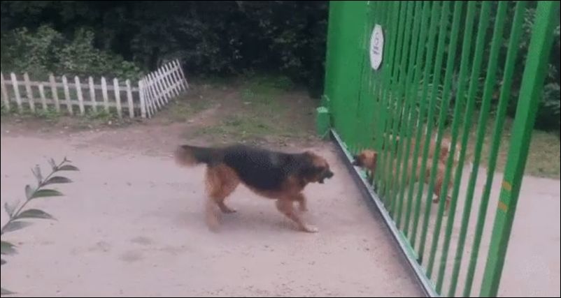 Агрессивные собаки разбежались сразу после открытия ворот