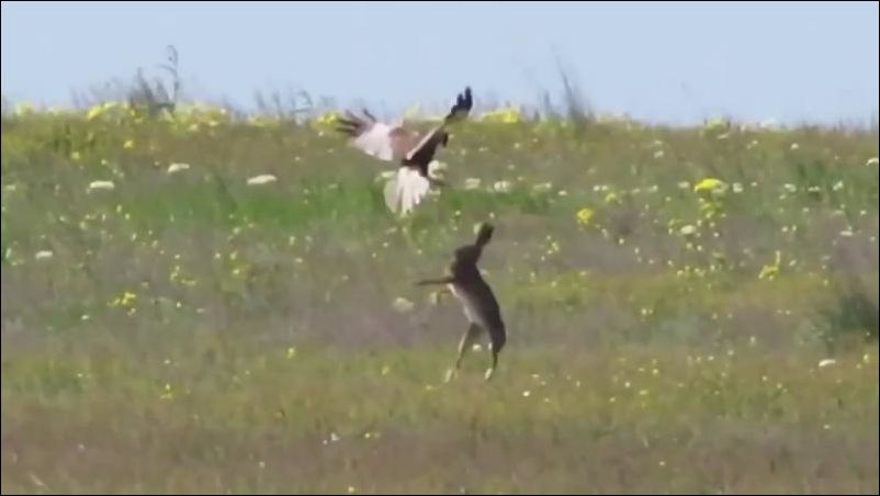 Храбрый заяц пытается добраться до хищной птицы