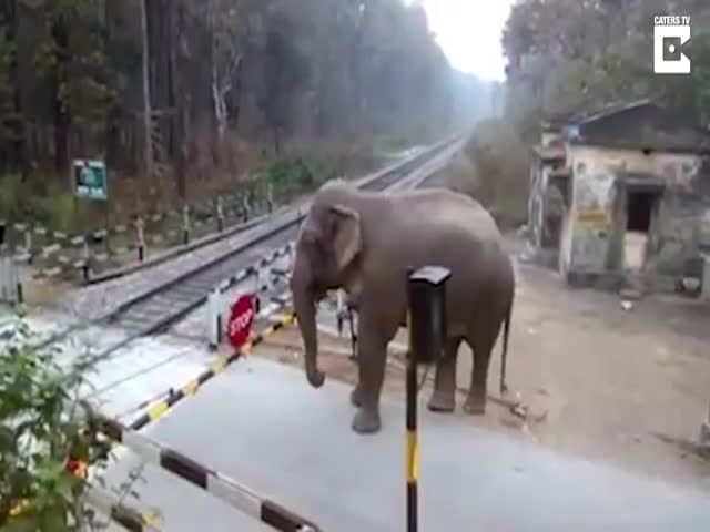 Слон переходит железную дорогу в Индии
