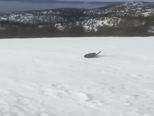 Песику нравится кататься на снежной горке