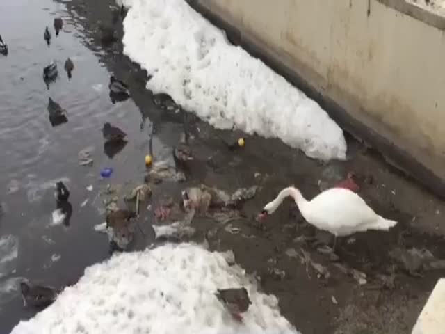 Лебедь чистит озеро от мусора в Казани