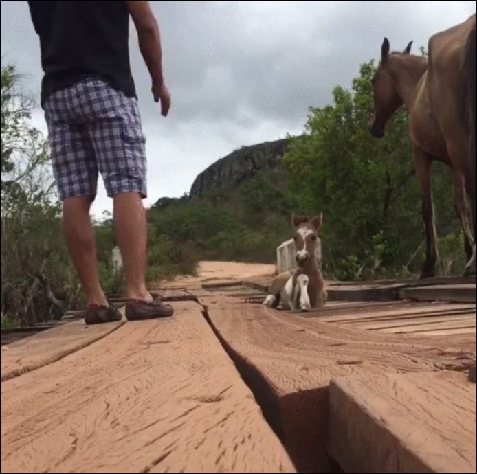 Спасение маленькой лошадки, застрявшей между досок моста