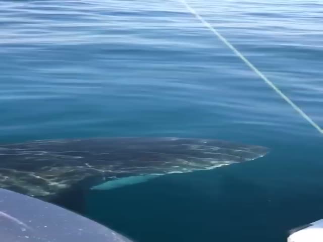 Австралийские рыбаки шваброй отгоняют акулу от своей лодки