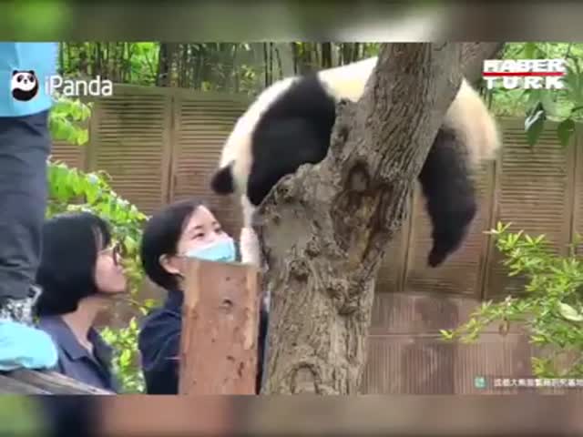 Свирепая панда напала на посетительницу зоопарка