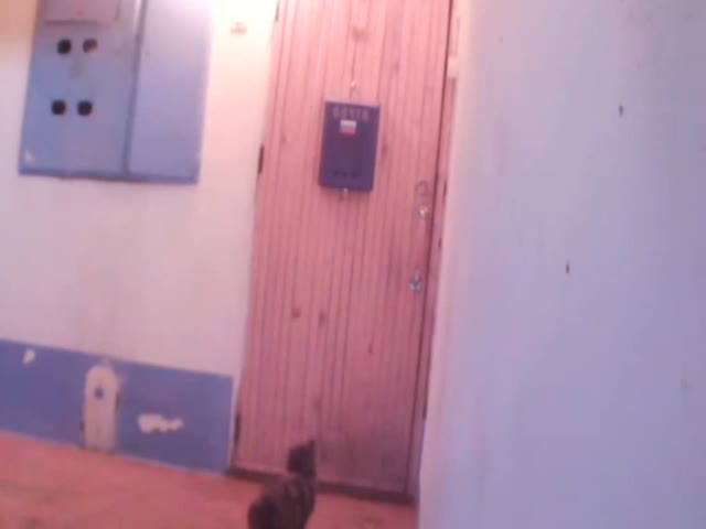 Кот научился пользоваться дверным звонком