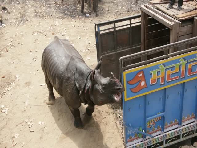 Выпущенный на волю носорог напал на своих спасителей