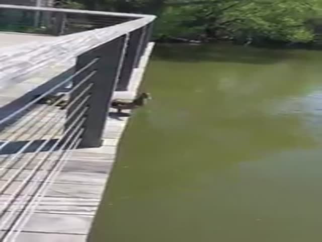 Милые утята прыгают за мамой в воду